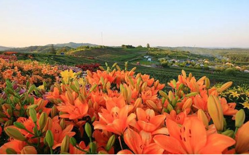 熱力開走！第七屆百合文化旅游節(jié)“百合之路”徒步大會舉行